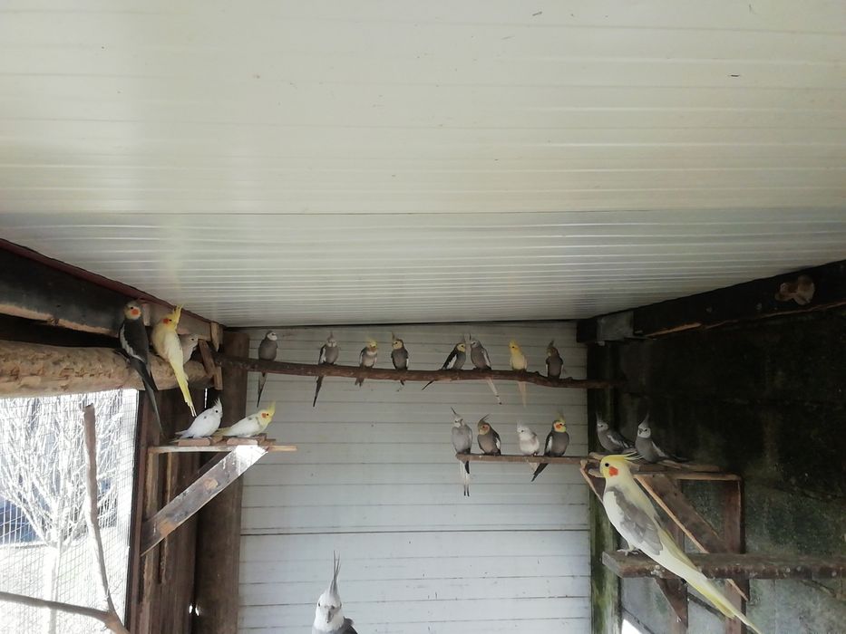 Várias caturras para cedência