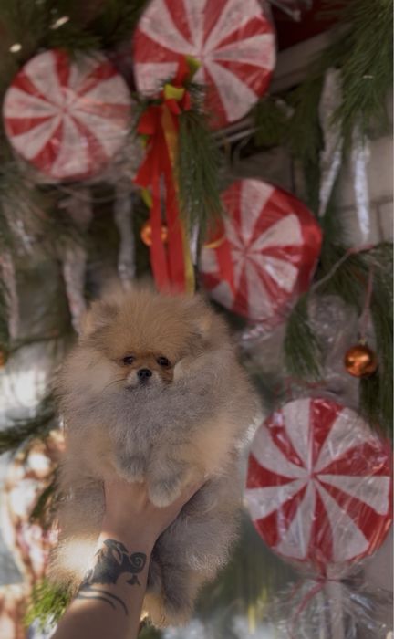 Щенки померанского шпица