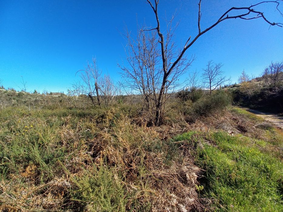 Terreno Rustico - 2.5 hectares - Travanca de Lagos