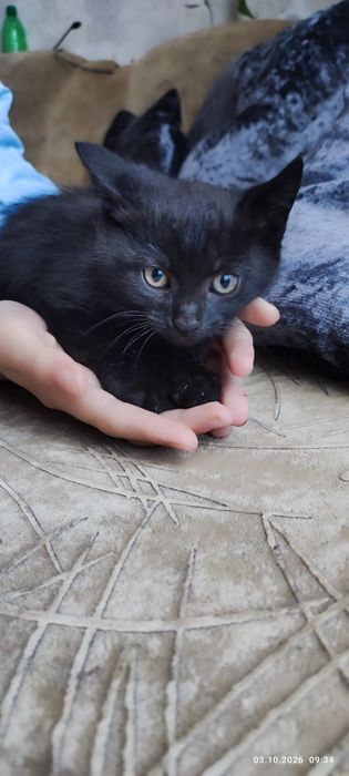Гарний котик в добрі руки