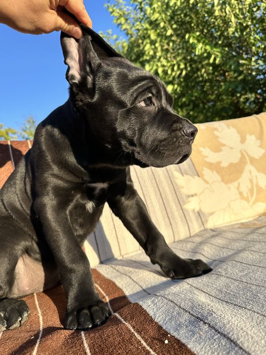 Племінний щенок Кане Корсо, чорний хлопчик 2,5міс