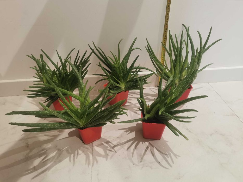 Duy Aloes zwyczajny Aloe Vera, leczniczy sukulent, sadzonki rne rozmiary  Wrocaw rdmiecie  OLX.pl