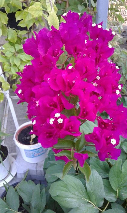 Продаю бугенвиллии