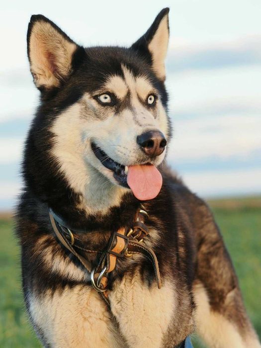 Amber – 4-letna husky szuka kochającego domu