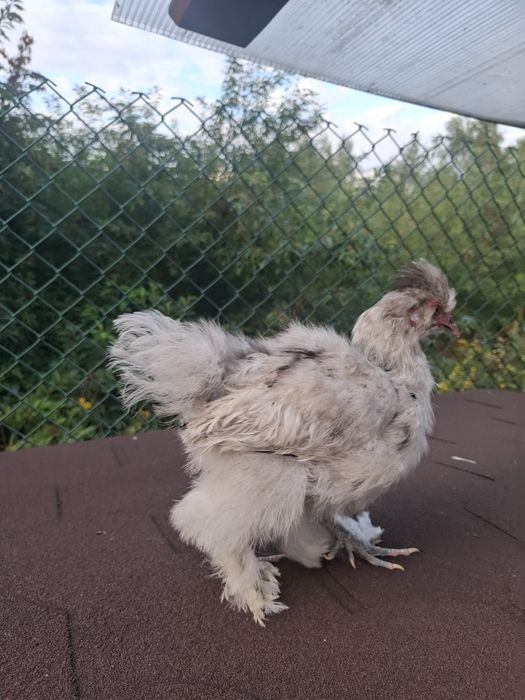 Piękne dwa koguty silki