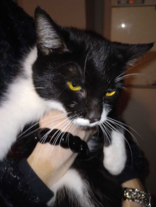 Do oddania 11 miesięcznie koty, piękne czarno-białe.
Wysterylizowane.