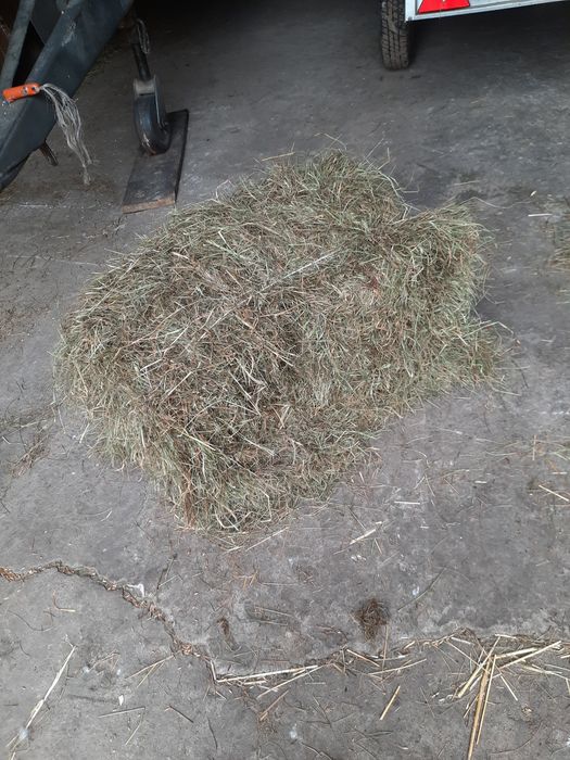Siano w kostkach tegoroczne, owies