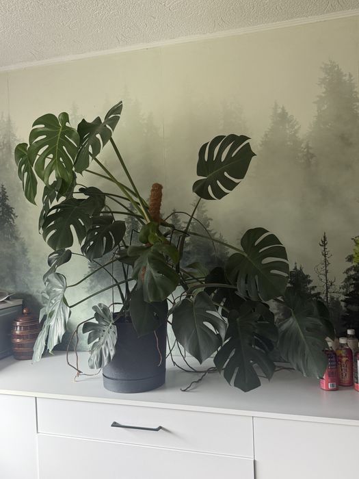 Monstera duża, zdrowa