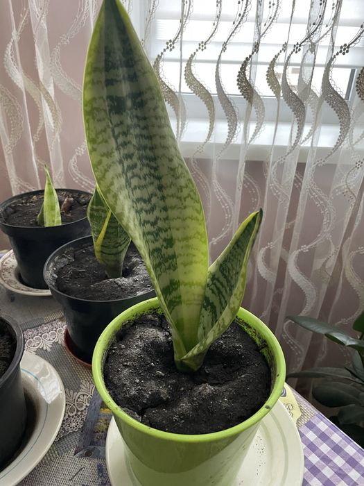 Сансев‘єрія,сансевієрія ,сансевиерия