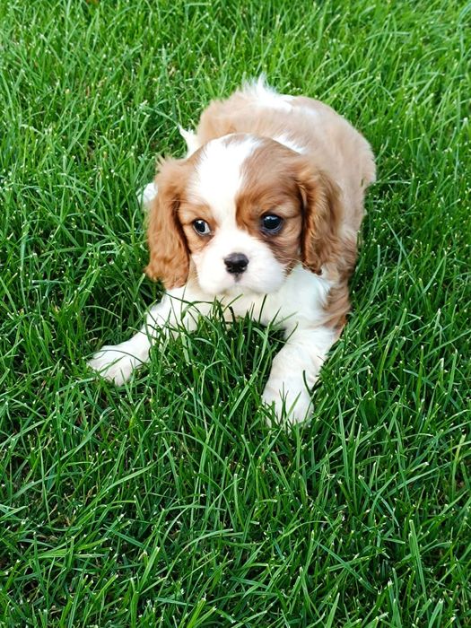 Cavaljer King Charles Spaniel (Suczka)