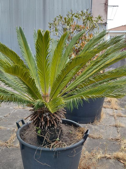 Palmeira Cica (Cycas Revoluta) Grande c/ Vaso – 1,15 m