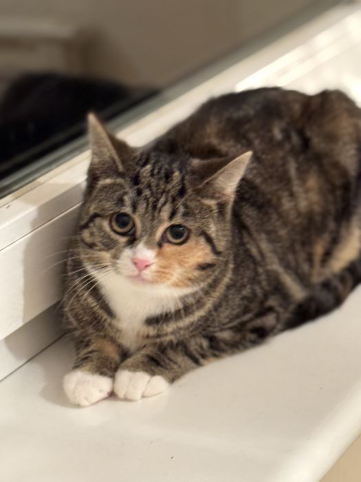 Koty oddam do adopcji