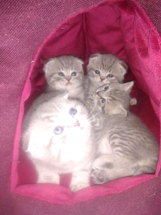 Шотландські кошенята