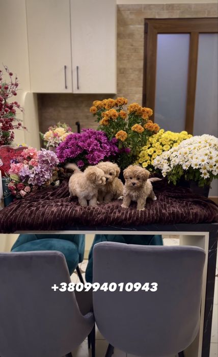 Карамельні мальтіпу ф1. SUPER VIP цуценята мальтіпу. Щенки мальтипу.