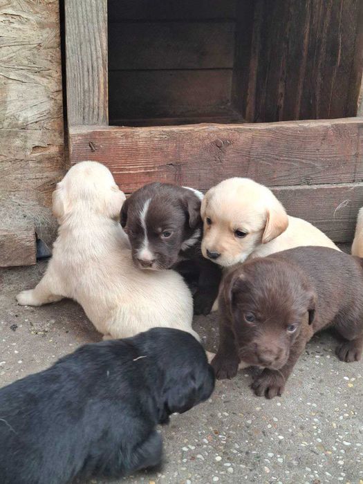 Цуцики лабрадора метиси продаж