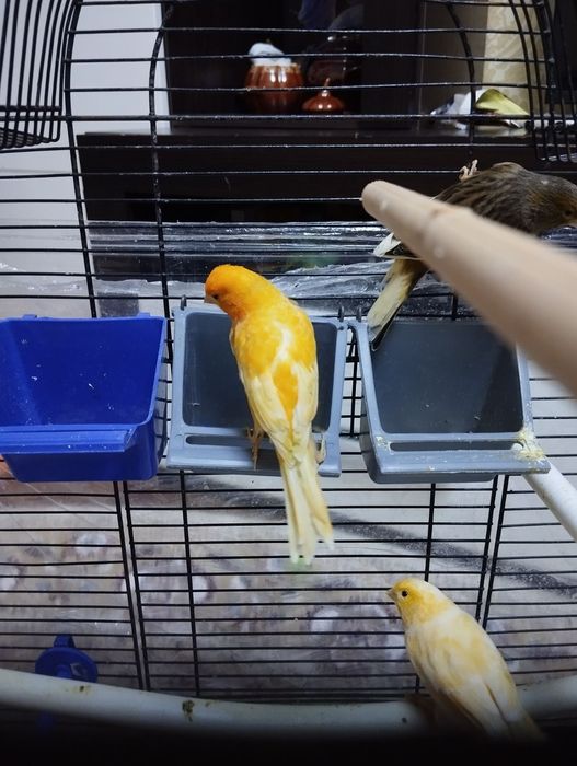 Канарейки молоденькие