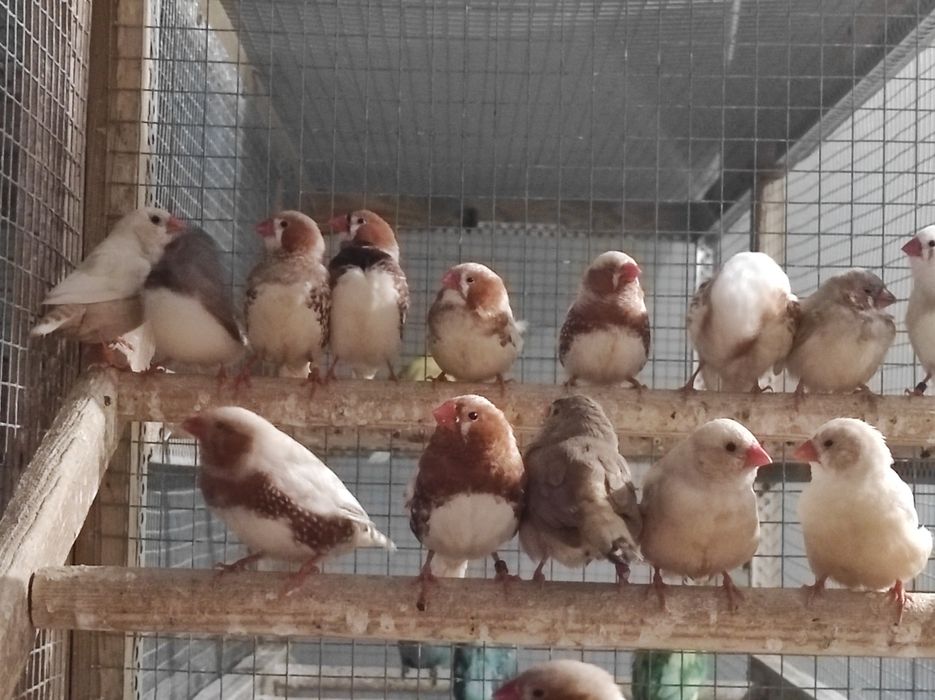 Zeberki w różnych kolorach