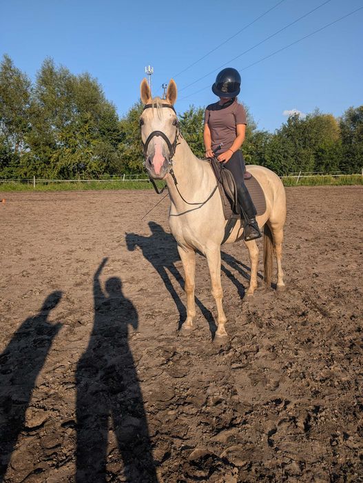 Klacz wielkopolska izabelowata zamiana