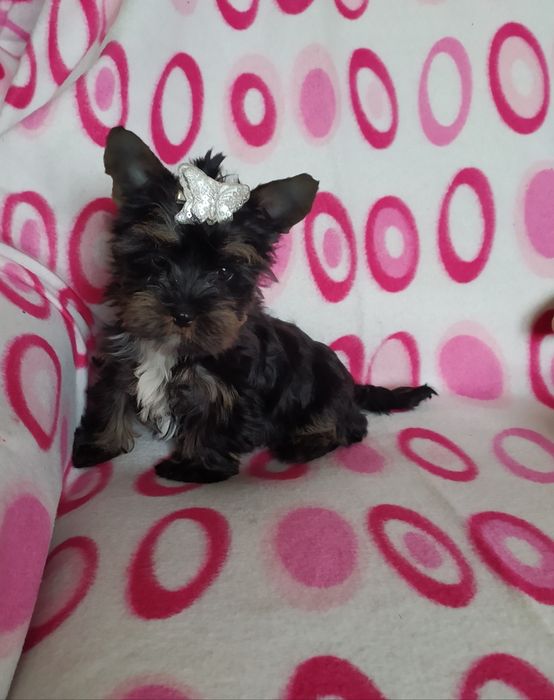 Продам цуценят Йорка.