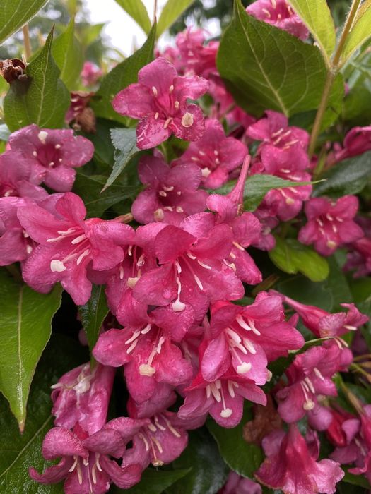 Вейгела , многолетник