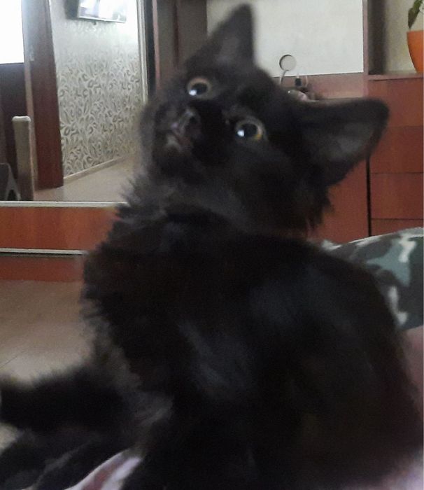 Котик в добрі руки