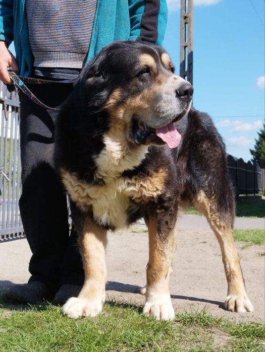 Owczarki Środkowoazjatyckie