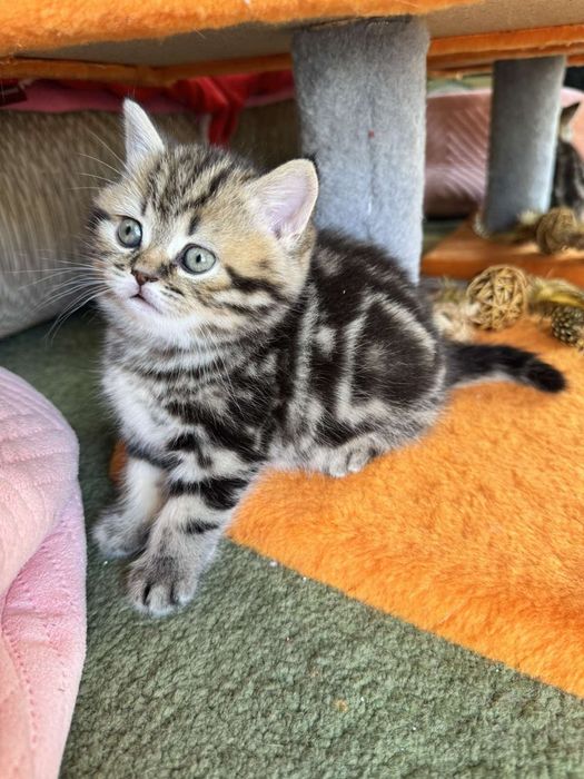 Шотландські кошенята