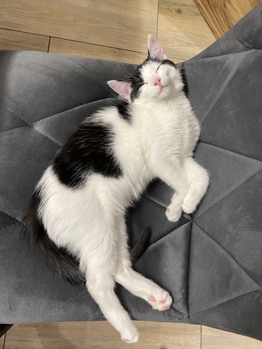 Kot Kapsel szuka nowego domu