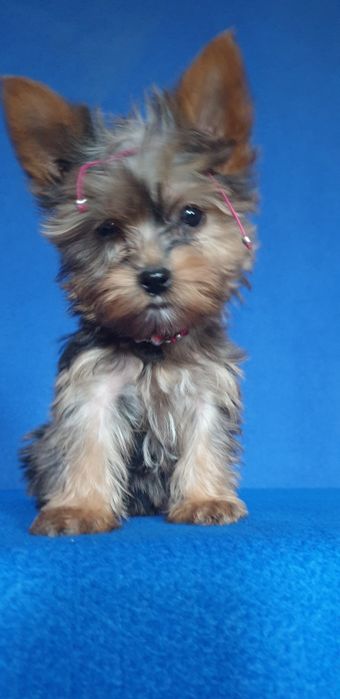 Йорочка маленька.