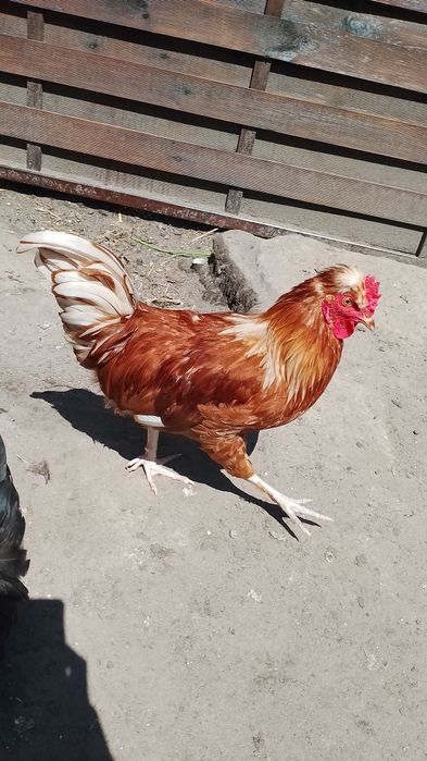 Sprzedam koguty mieszańe