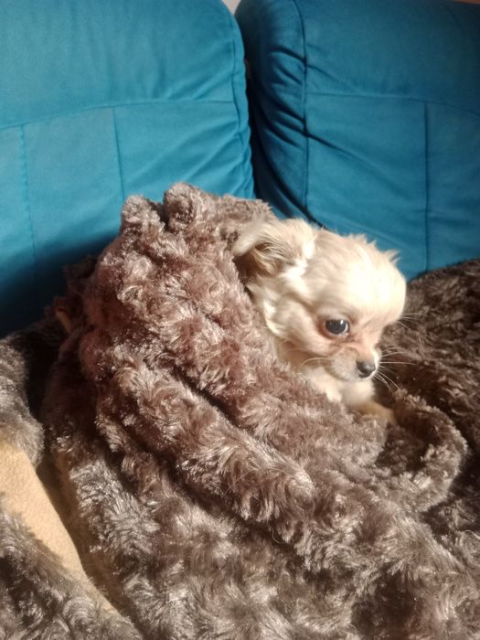 Chihuahua długowłosy piesek