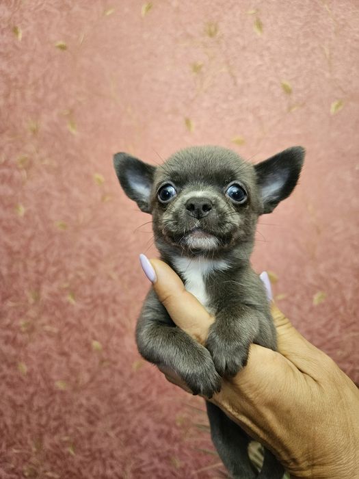 Блакитний хлопчик чіхуахуа