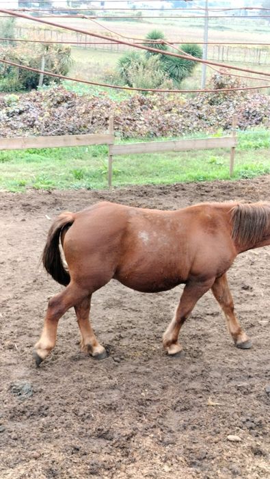 Cavalo Hispano / Bretão