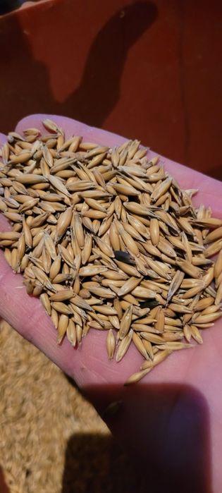 Sprzedam Owies paszowy, do palenia.