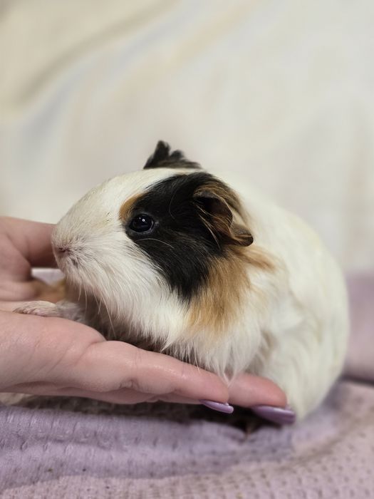 Морские свинки, малыши