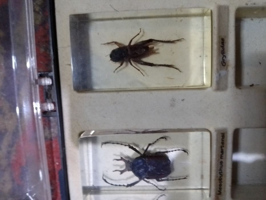 Продам насекомых застывшей смале