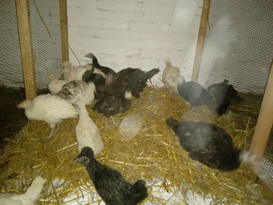 Indyki młode z naturalnych lęgów