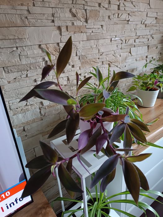 Trzykrotka purpurowa