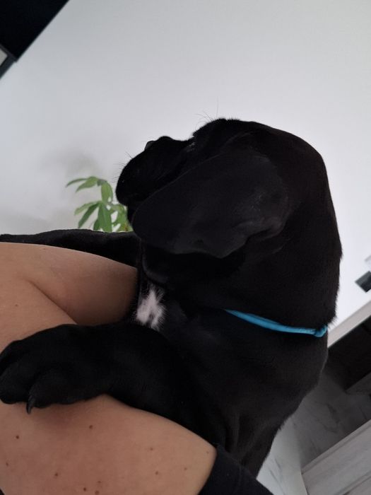 Szczeniak  cane corso   Italiano