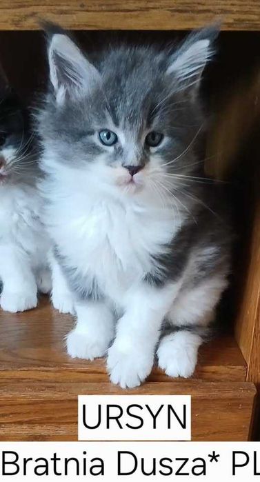 Niebieski kocurek Maine Coon