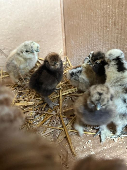 Kury rosy kury silki kury araukany pisklaki araukany