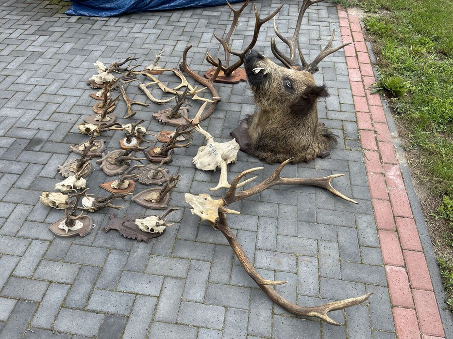 Poroza medalion zrzuty