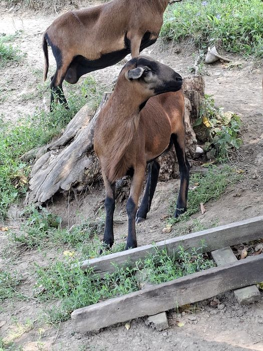 Kameruńskie tryki barbados
