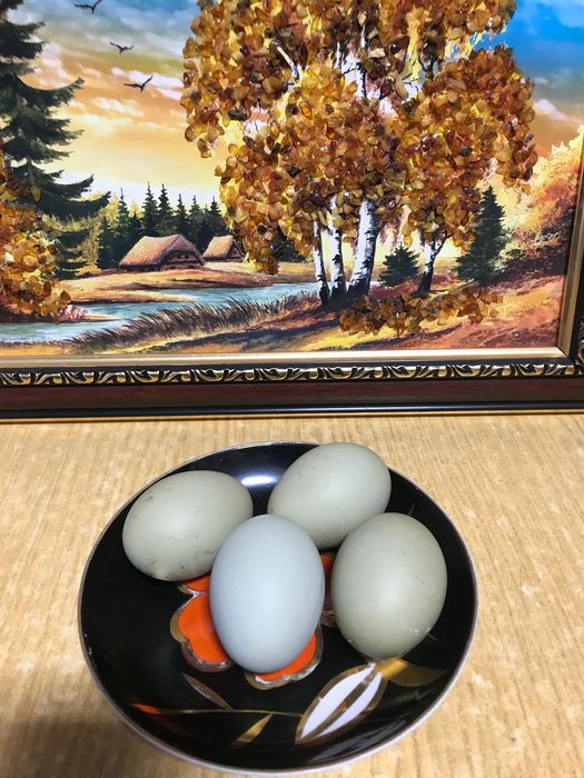 Прродам півники СіньСінь День і Орпінгтон