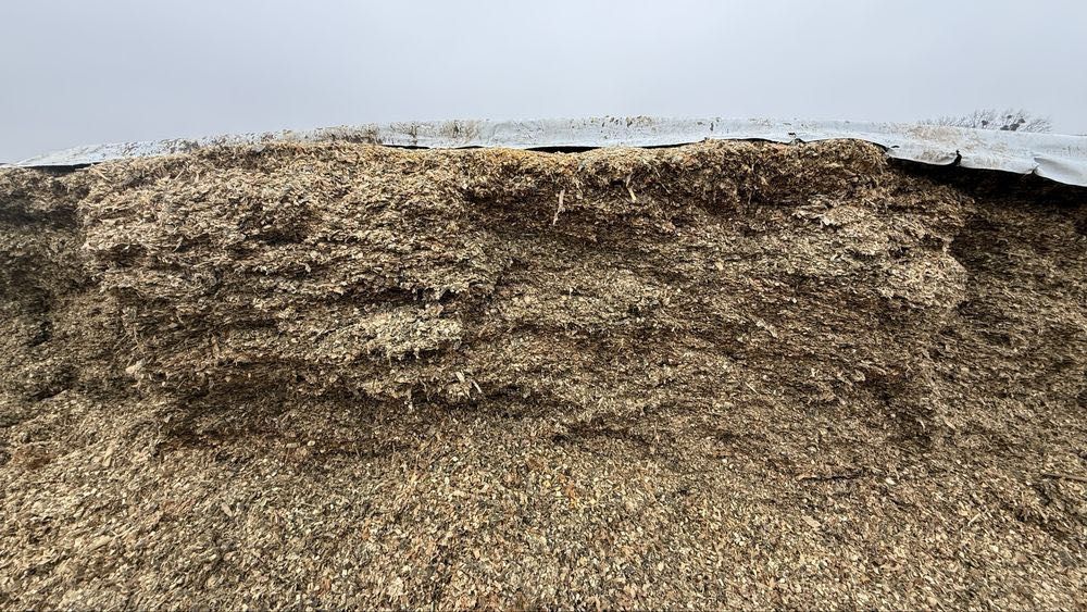 Sprzedam kiszonkę z kukurydzy 2025r !!