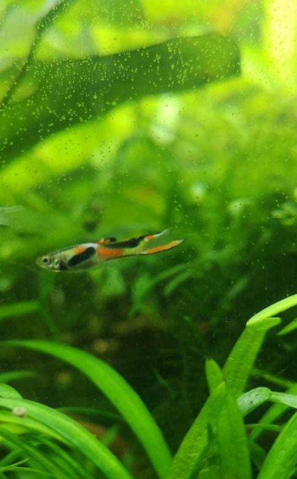 Vendo guppy endler