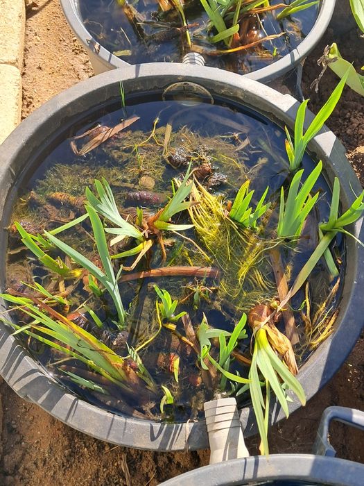 Íris aquática lagos