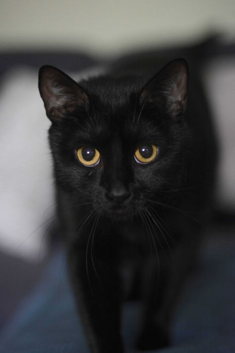 Niezwykła Psotka szuka domu