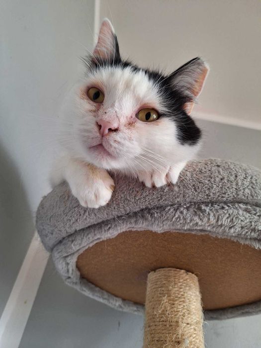 Pokochaj łaciatego kocurka który długo czeka na dom :(