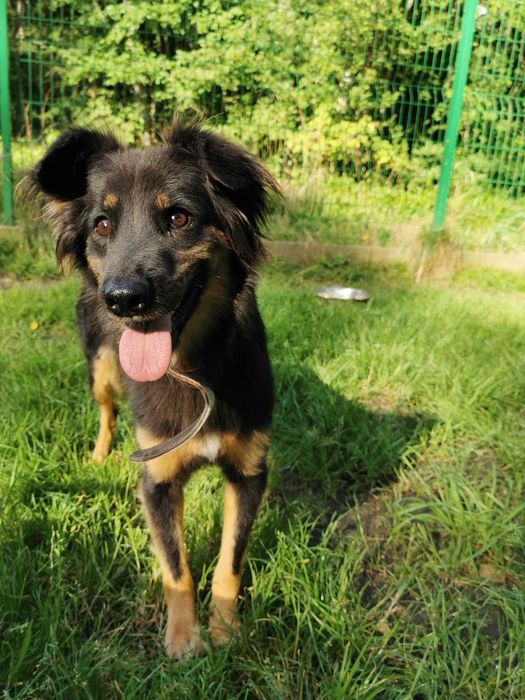 Insia wycofana suczka w schronisku ..